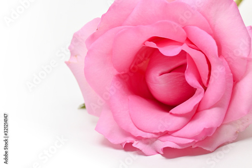 beautiful pink rose flower isolated on white background