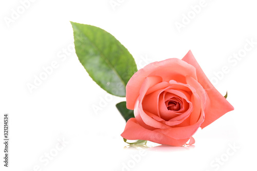 beauty orange rose flower isolated on white background