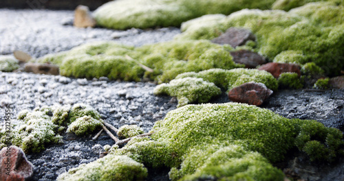 Selective focus on bright green moss on a slate roof.