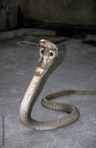 Indian Cobra (Naja naja), a common venomous snake of India, seen in Gorai area of Mumbai.