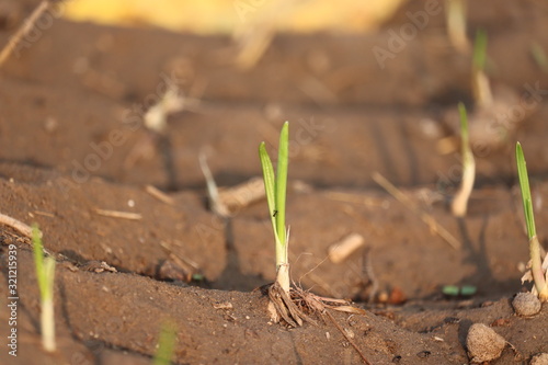close up of A gaelic green or white plant and root with plant shadow in agriculture field,