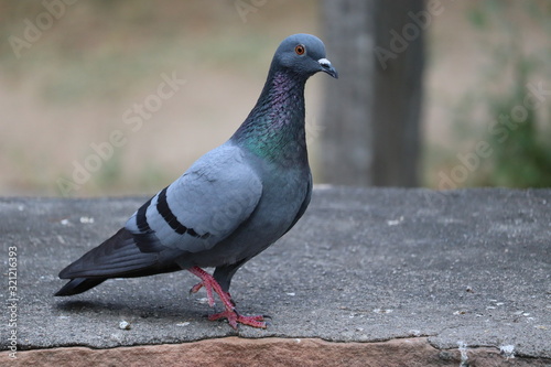 outdoors birds, portrait of A pigeon images in nature