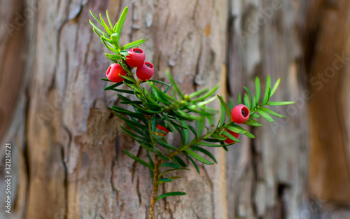 small red fruits of a conifer. photo