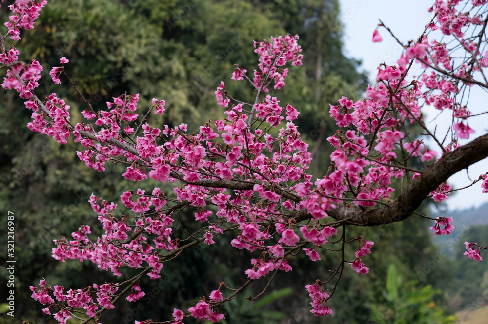 Colorful pink cherry blossoms at Doi Ang Khang, Chiang Mai.