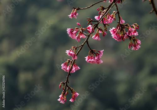 Colorful pink cherry blossoms at Doi Ang Khang, Chiang Mai.