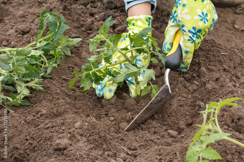 Close up hands of female gardener planting tomato seedling in the garden.
