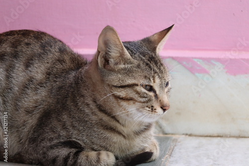 outdoors domestic animals , portrait of a brown cat images near home © Dinesh