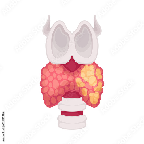 Thyroid Human Organ Isolated on White Background Vector Educational Image