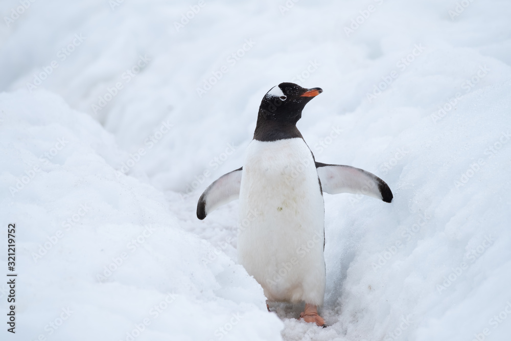 Φωτογραφία Gentoo penguin making its way to the ocean using a deep snow  penguin highway,, Ronge Island (also Curville), Graham Land, Antarctica