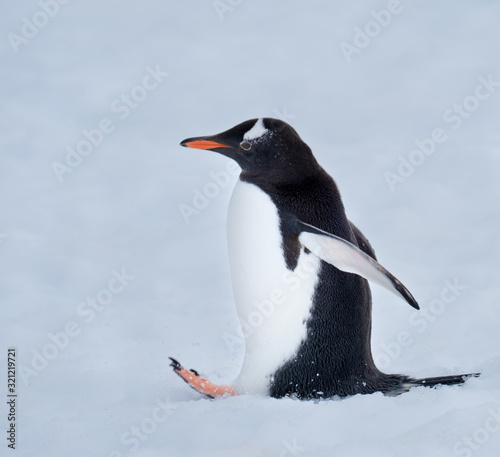 Gentoo penguin deep in a snow highway returning to the uphill rookeries  Ronge Island  Curville  Graham Land  Antarctica.