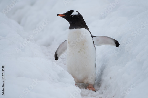 Gentoo penguin making its way to the ocean using a deep snow  penguin highway,, Ronge Island (also Curville), Graham Land, Antarctica. photo