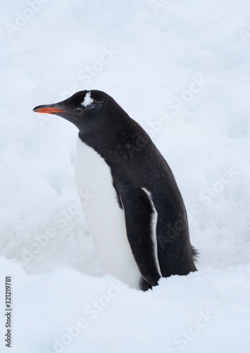 Gentoo penguin deep in a snow highway returning to the uphill rookeries  Ronge Island  Curville  Graham Land  Antarctica.