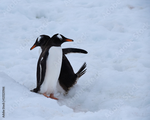 Descending-ascending traffic in the penguin highway  Ronge Island  also Curville   west coast of Graham Land in Antarctica.