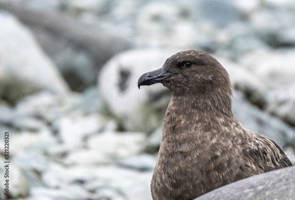 Great Skua waiting for a chance to steal a penguin egg or chick, Ronge Island (also Curville Island, Errera Channel, Antarctica. Great Skua waiting for a chance to steal a penguin egg or chick, Ronge Island (also Curville Island, Errera Channel, Antarctica.
