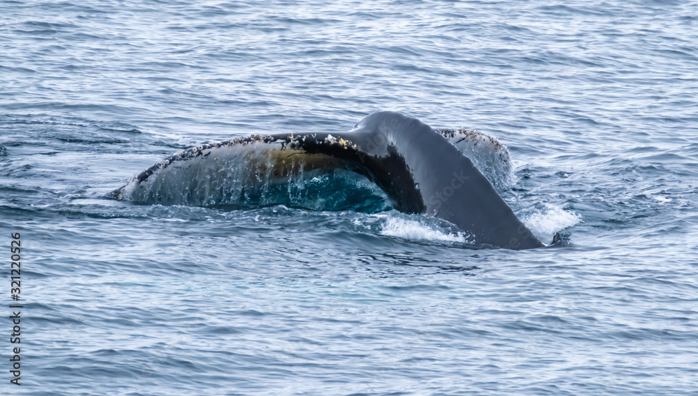 Fototapeta premium Close encounter with a group of humpabck whales in the waters off the west coast of Graham Land in the Antarctic Peninsula, Antarctica.