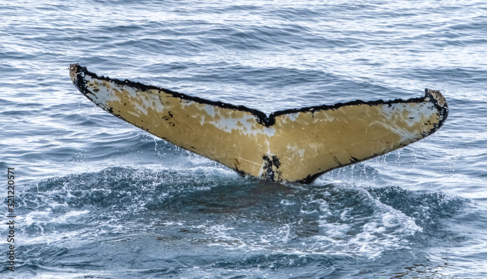 Fototapeta premium Close encounter with a group of humpabck whales in the waters off the west coast of Graham Land in the Antarctic Peninsula, Antarctica.