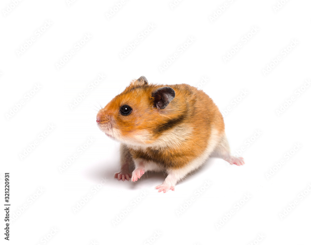 Cute funny Syrian hamster (isolated on white) Stock Photo | Adobe Stock