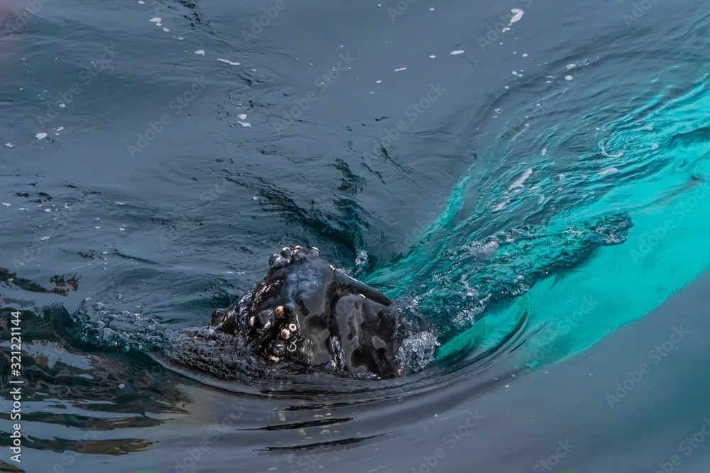 Close encounter with a group of humpabck whales in the waters off the west coast of Graham Land in the Antarctic Peninsula, Antarctica. Close encounter with a group of humpabck whales in the waters off the west coast of Graham Land in the Antarctic Peninsula, Antarctica.