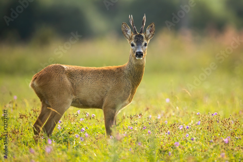 Fototapeta Naklejka Na Ścianę i Meble -  roe deer, capreolus capreolus, gazing on the grassy colorful meadow. Young roebuck looking for something to eat on the blooming clearing. Curious wild animal with antlers facing camera.