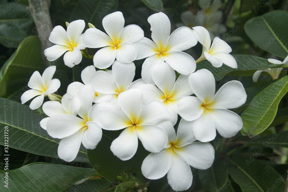 Plumeria obtusa, White Frangipani, Singapore frangipani has beautiful white flowers with yellow centers. Plumeria obtusa, White Frangipani, Singapore frangipani has beautiful white flowers with yellow centers.