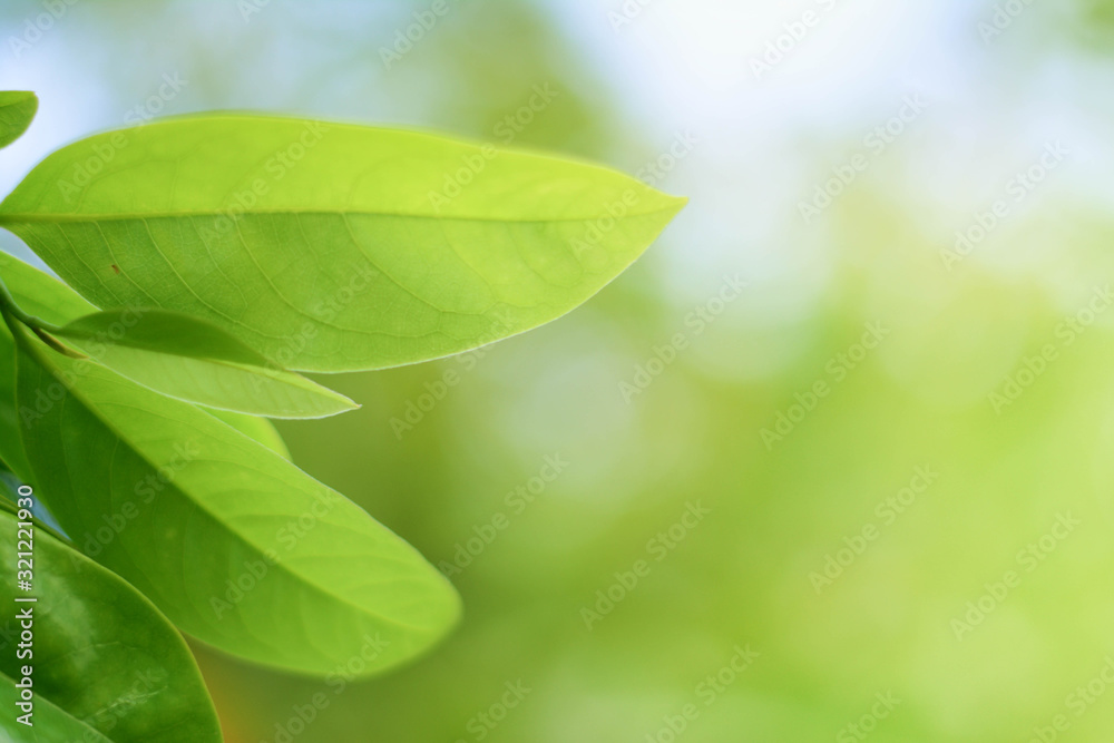 Closeup nature view of green leaf on blurred greenery background in garden with copy space using as background natural green plants landscape, ecology, fresh wallpaper concept. Closeup nature view of green leaf on blurred greenery background in garden with copy space using as background natural green plants landscape, ecology, fresh wallpaper concept.