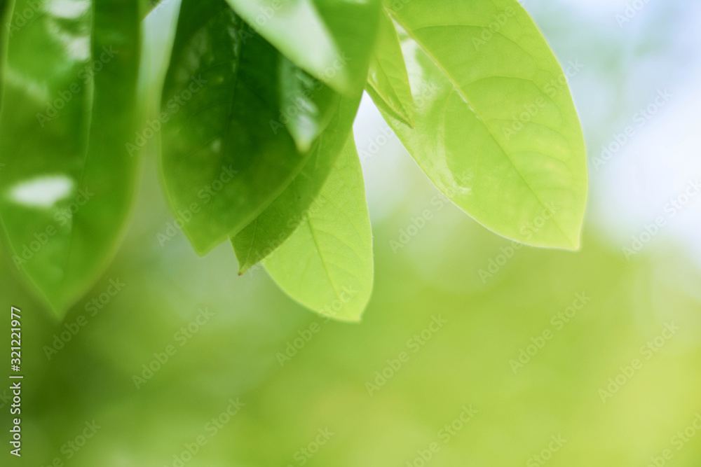 Closeup nature view of green leaf on blurred greenery background in garden with copy space using as background natural green plants landscape Closeup nature view of green leaf on blurred greenery background in garden with copy space using as background natural green plants landscape
