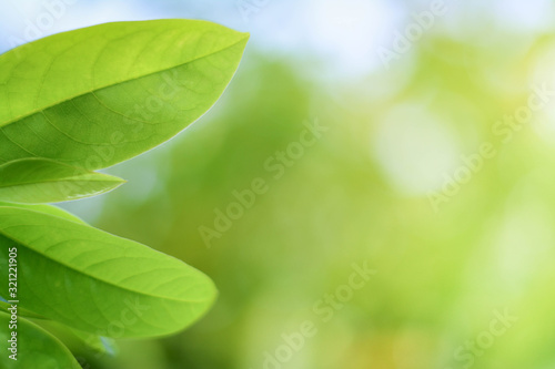 Closeup nature view of green leaf on blurred greenery background in garden with copy space using as background natural green plants landscape  ecology  fresh wallpaper concept.