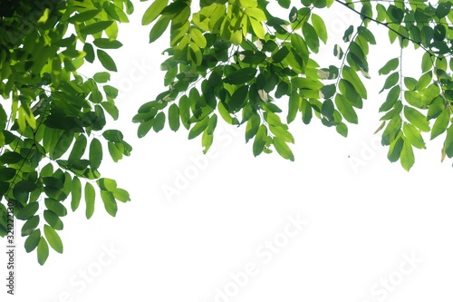 Tropical tree leaves with branches on white isolated background for green foliage backdrop and copy space 