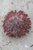 Sea Urchin lying on beach