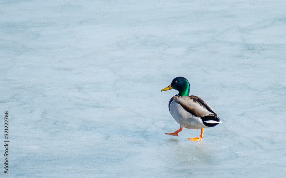 Waterbirds in winter. A duck goes on the ice of frozen river Waterbirds in winter. A duck goes on the ice of frozen river