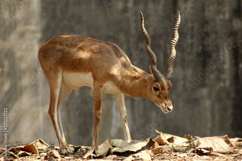 Chinkara deer or Indian gazelle is a species of gazelle normally found in southern Asia. Maharashtra, India. photo