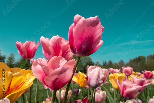 Colorful Tulip Garden