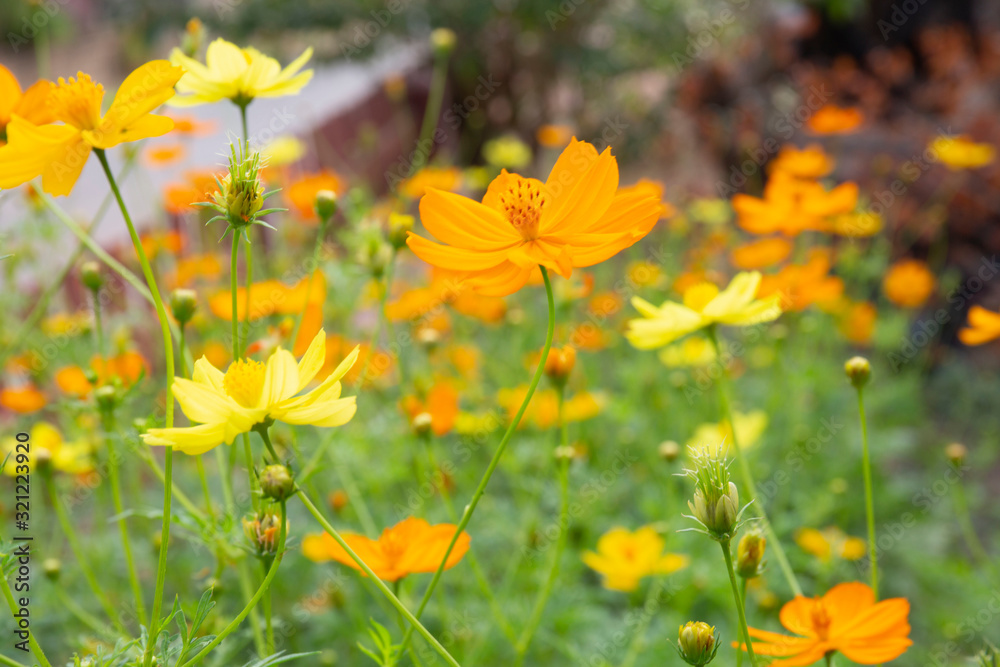 Cosmos yellow flower soft focus with some sharp and blurred background.