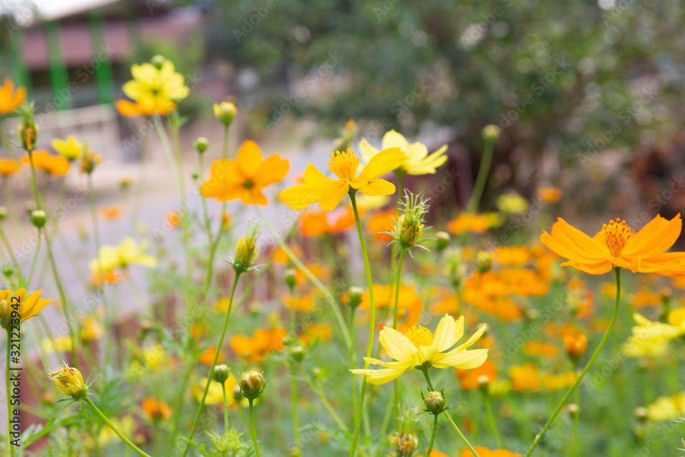 Cosmos yellow flower soft focus with some sharp and blurred background.