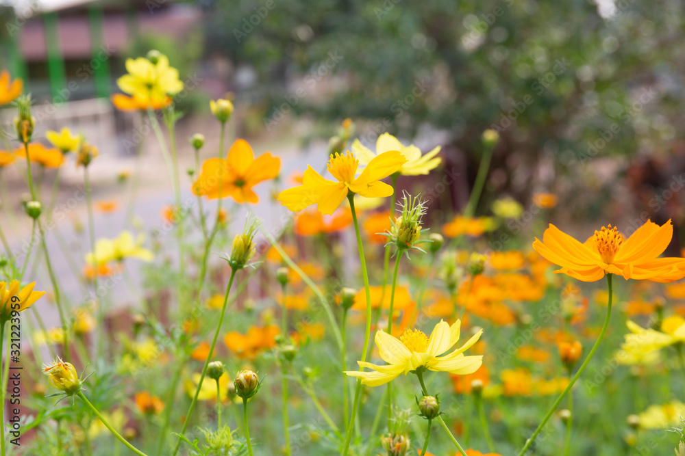 Cosmos yellow flower soft focus with some sharp and blurred background.