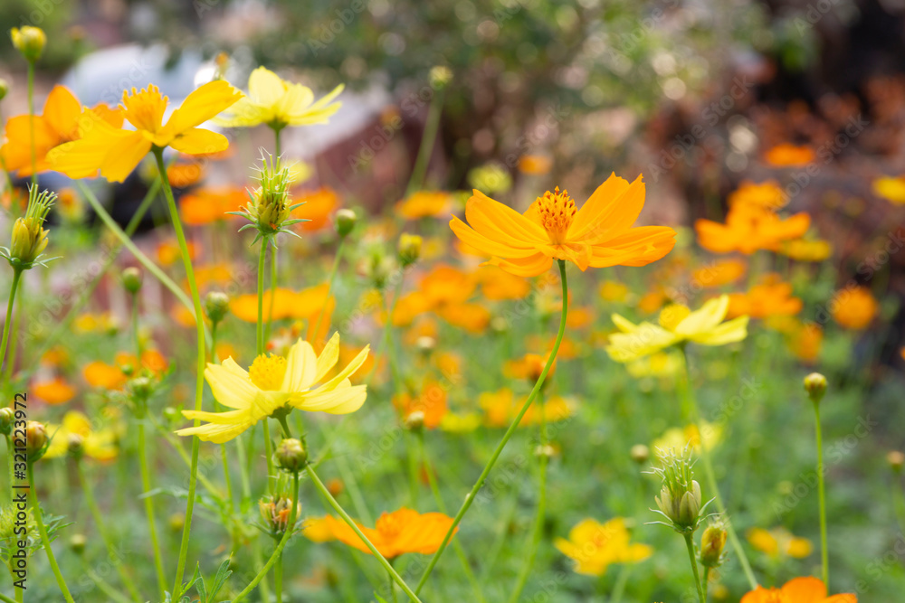 Cosmos yellow flower soft focus with some sharp and blurred background.