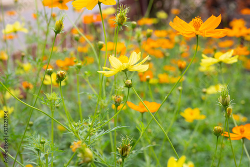 Cosmos yellow flower soft focus with some sharp and blurred background.