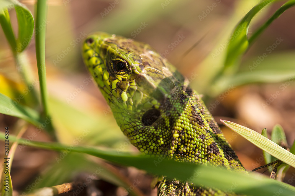 Obraz premium A green lizard is hiding in the grass in nature