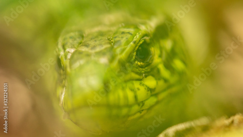 Fototapeta Naklejka Na Ścianę i Meble -  A green lizard is hiding in the grass in nature