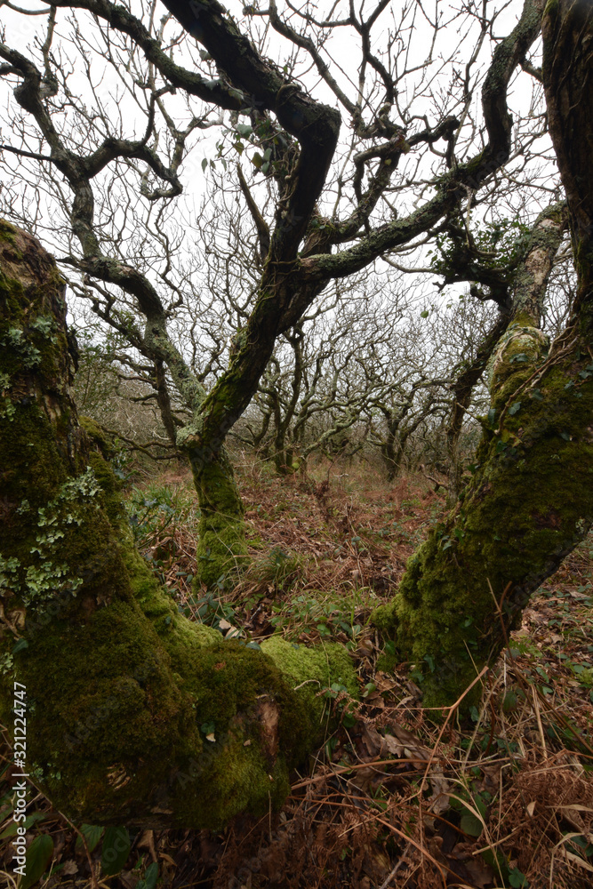 Moss covered tree at the Site of Special Scientific Interest Dizzard Point Cornwall Moss covered tree at the Site of Special Scientific Interest Dizzard Point Cornwall