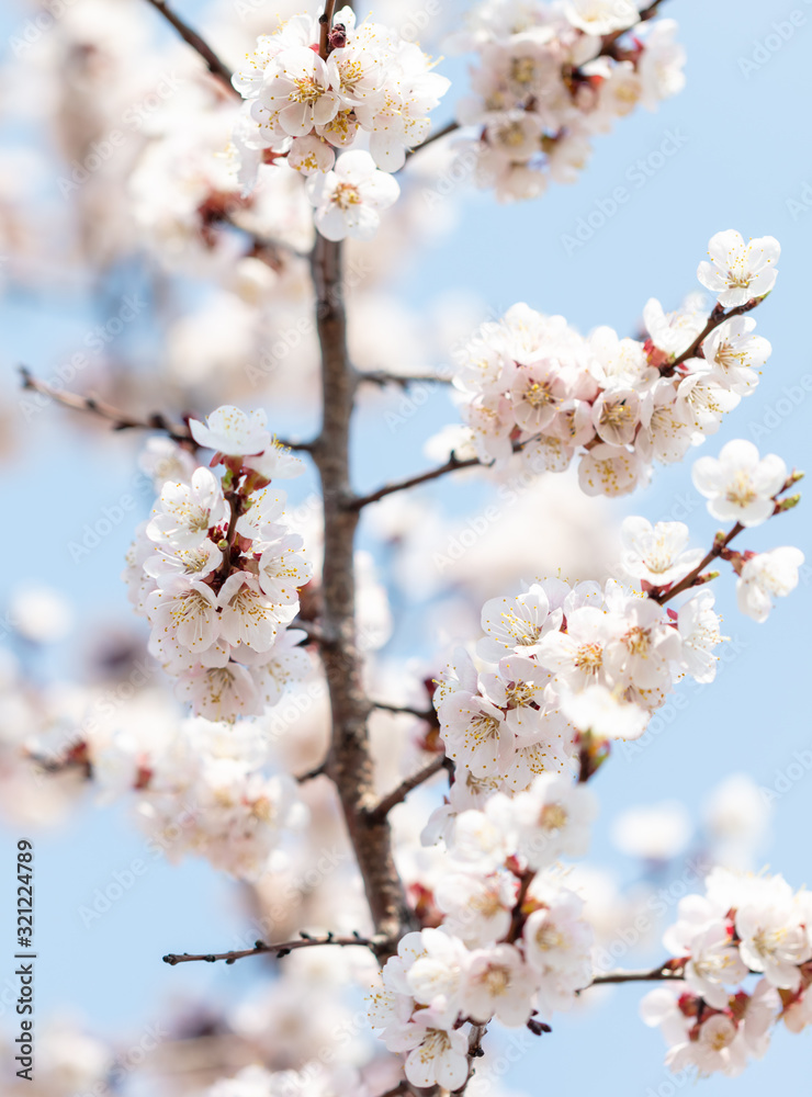 Apricot flowers on a background of blue sky Apricot flowers on a background of blue sky