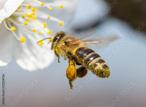 A bee collects honey from a flower © schankz