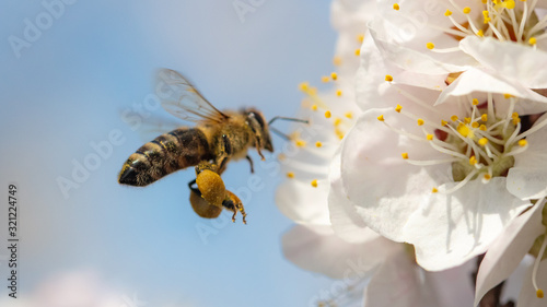 Photo A bee collects honey from a flower
