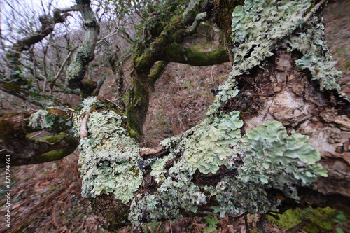Lichen encrusted tree at the Site of Special Scientific Interest Dizzard Point Cornwall