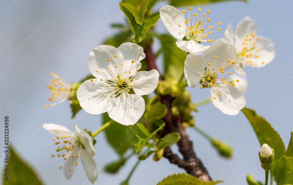 Fototapeta premium White flowers on a fruit tree on nature