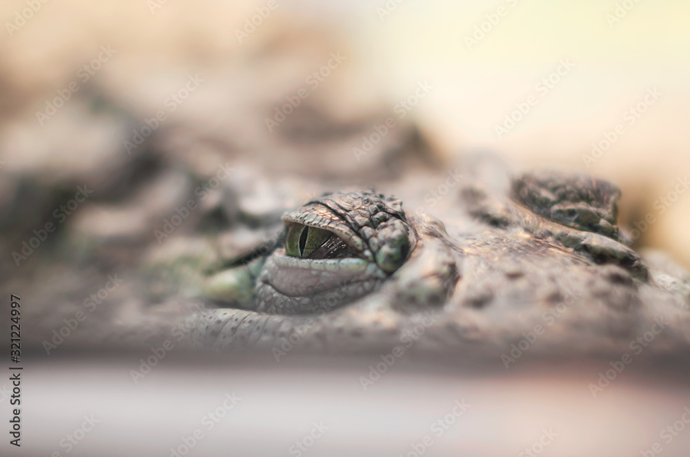 crocodile eye reptile hides and hunts close up crocodile eye reptile hides and hunts close up