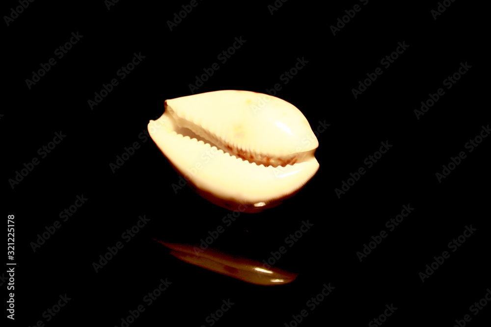 Back view of a shell isolated on black with reflections Back view of a shell isolated on black with reflections