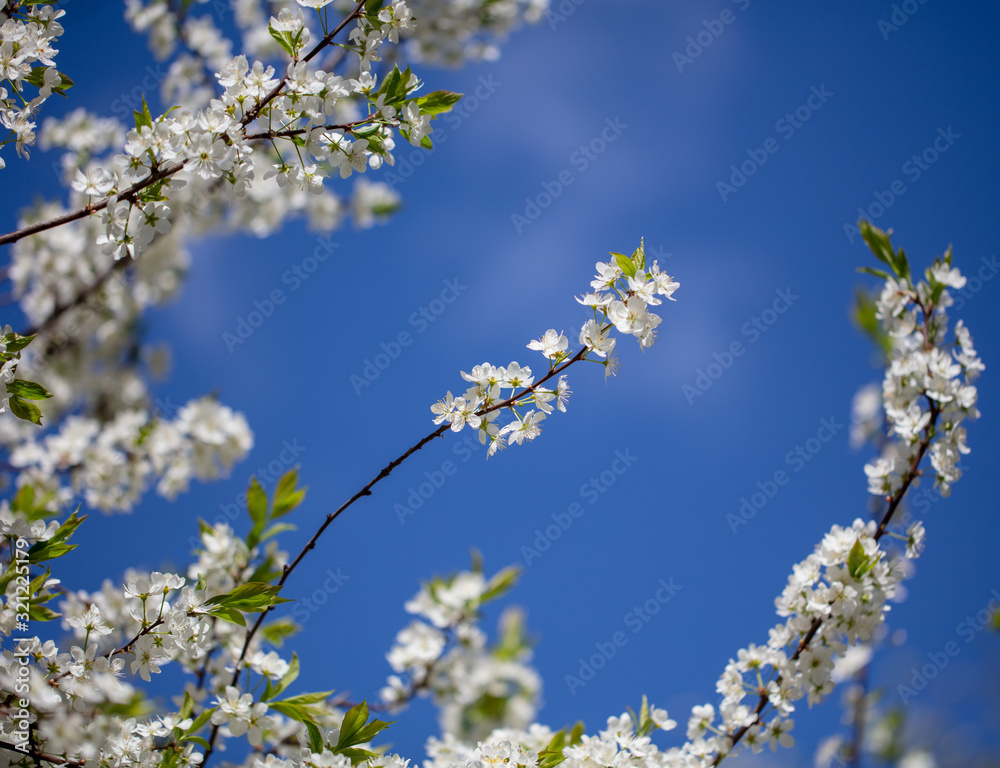 White flowers on a fruit tree on nature