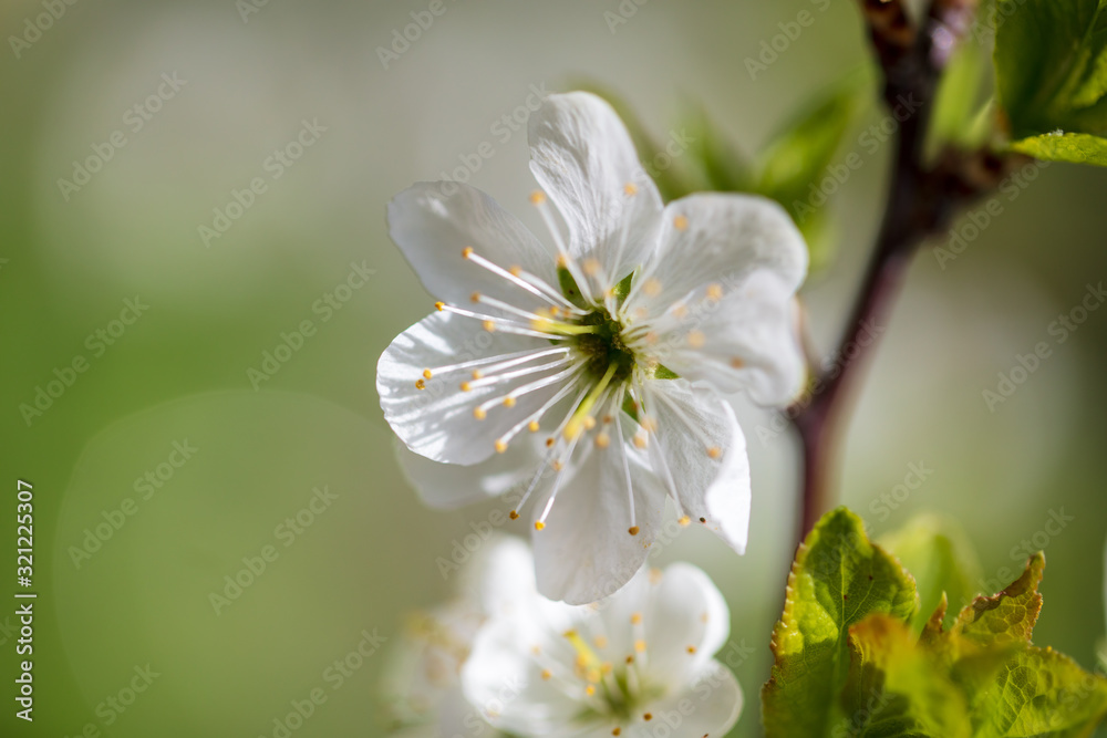 Obraz premium White flowers on a fruit tree on nature