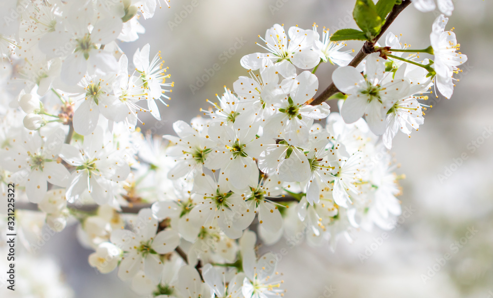 White flowers on a fruit tree on nature White flowers on a fruit tree on nature